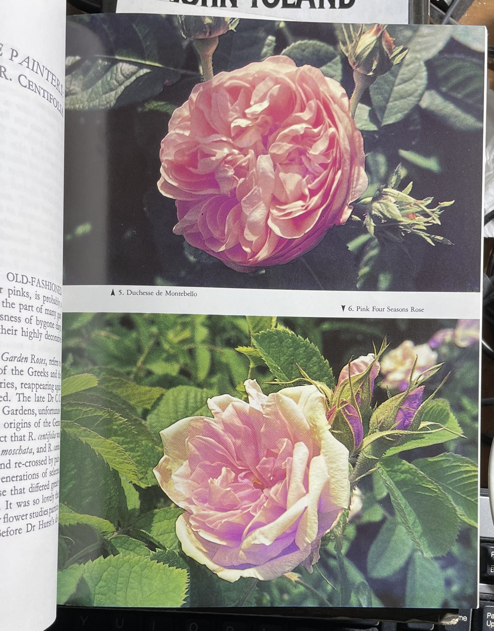 The Charm of Old Roses by Nancy Steen, NZ